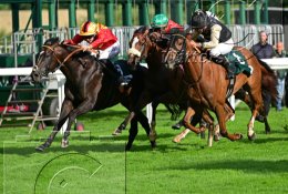 Pferdesport Reiten Galopp