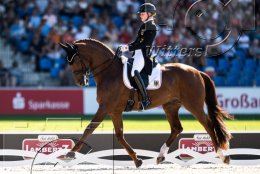 Pferdesport Reiten Springreiten