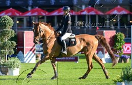 Pferdesport Reiten