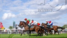 Pferdesport Reiten Galopp
