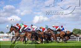 Pferdesport Reiten Galopp