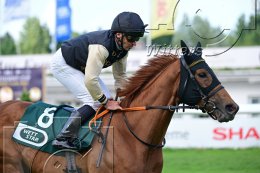Pferdesport Reiten Galopp