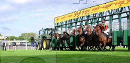 Pferdesport Reiten Galopp