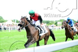 Pferdesport Reiten Galopp