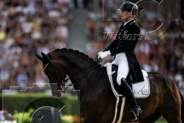 Pferdesport Reiten Springreiten