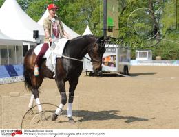 Pferdesport Reiten Springreiten