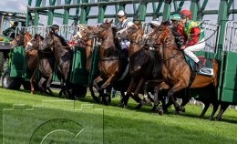Pferdesport Reiten Galopp