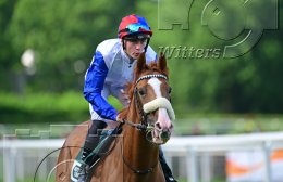 Pferdesport Reiten Galopp