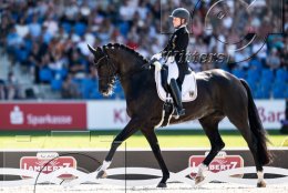Pferdesport Reiten Springreiten