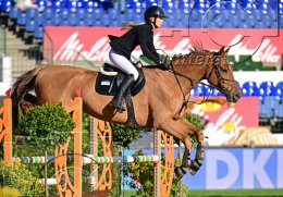 Pferdesport Reiten