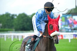 Pferdesport Reiten Galopp