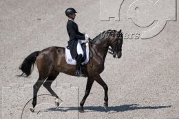 Pferdesport Reiten Springreiten