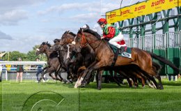 Pferdesport Reiten Galopp