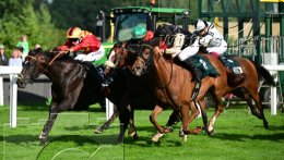 Pferdesport Reiten Galopp