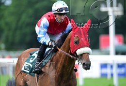 Pferdesport Reiten Galopp