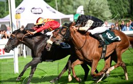 Pferdesport Reiten Galopp