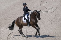 Pferdesport Reiten Springreiten