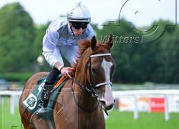 Pferdesport Reiten Galopp