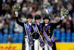 Pferdesport Reiten Springreiten