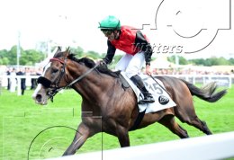Pferdesport Reiten Galopp