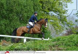 Pferdesport Reiten Springreiten