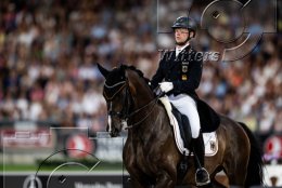 Pferdesport Reiten Springreiten