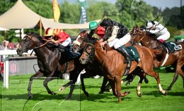 Pferdesport Reiten Galopp