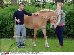 Pferdesport Reiten Springreiten